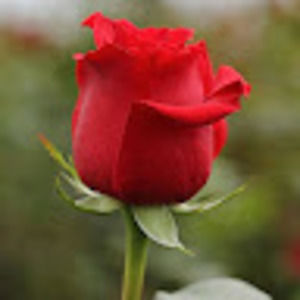 Meet your Posher, Annika